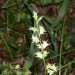 Upland Oats